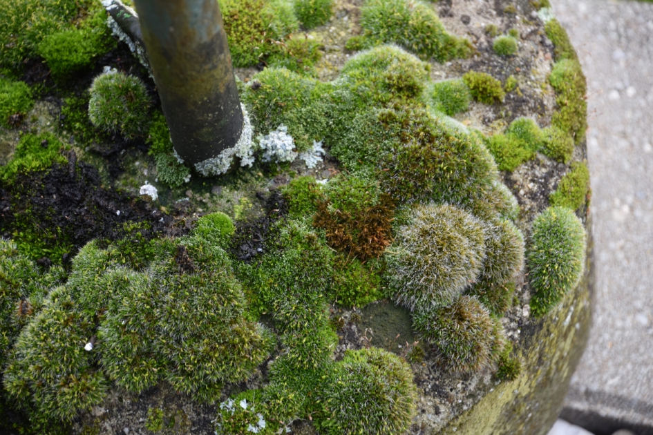 Mos op een betonnen poer - Planten - 