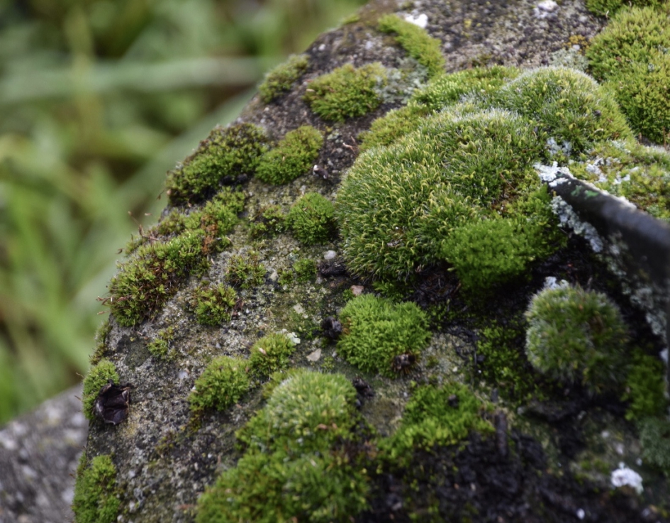 Mos op een poer - Planten - 