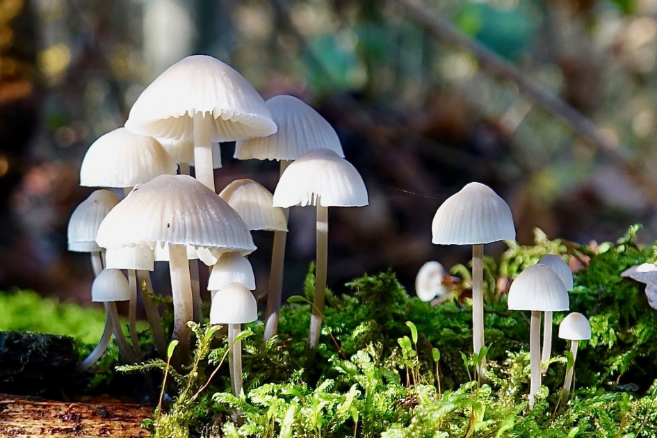 Mosbewoners - Schimmels - Bundelmycena