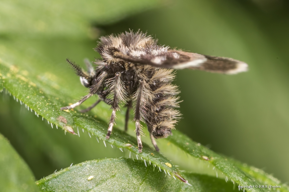Motmug - Geleedpotigen - Motmug