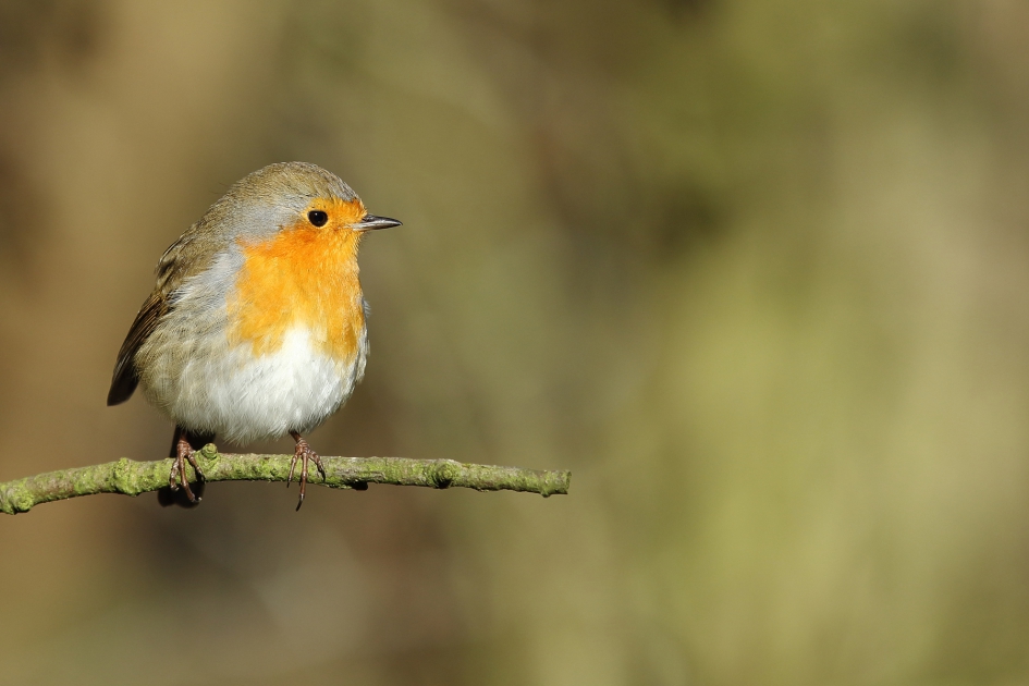 Welkom Scandinaviërs! - Vogels - roodborst