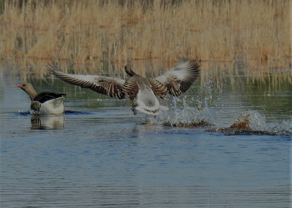 Na een lange aanloop eindelijk lift off - Vogels - Grauwe gans