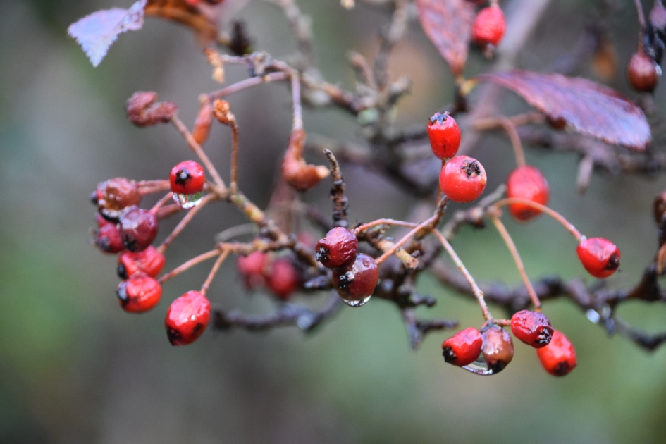 Na een regenbui - Planten - 