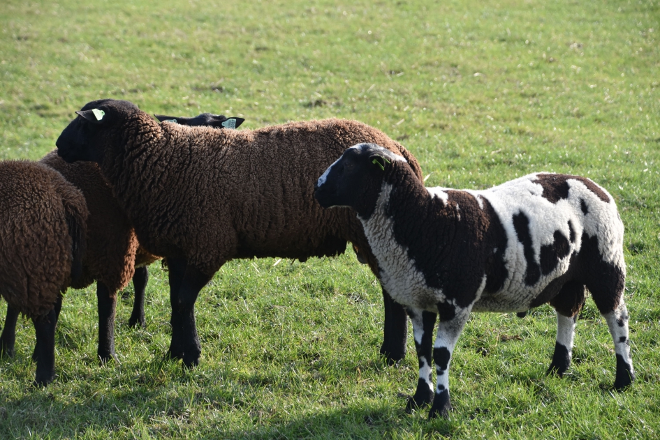 Nog lekker in het zonnetje - Zoogdieren - 
