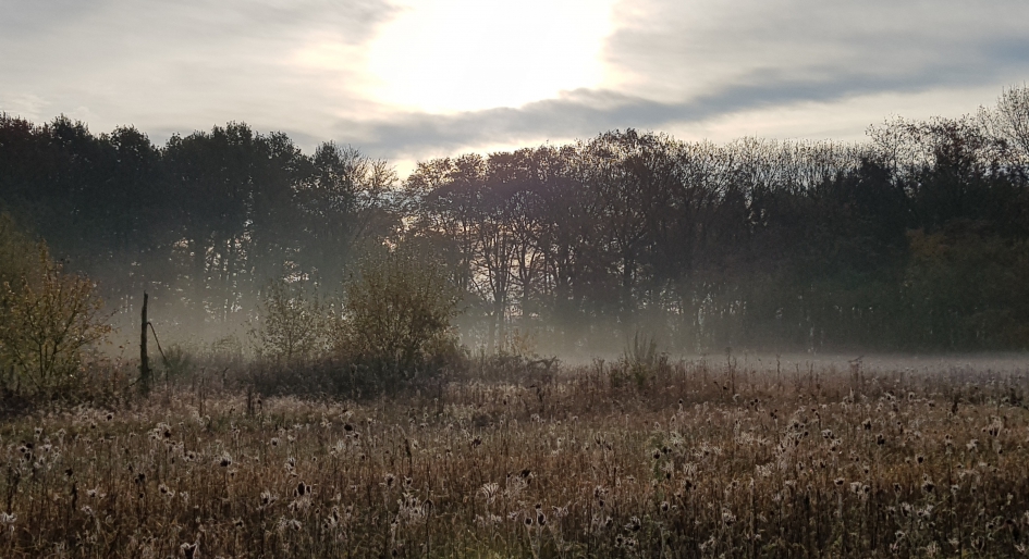 Ochtendmist. - Weer en landschap - Landschap