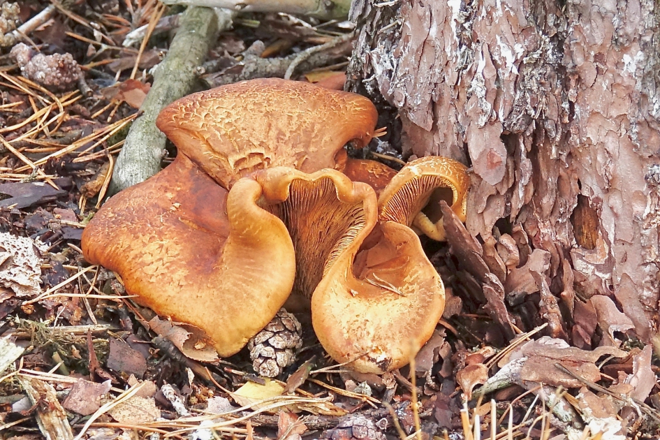 Octopus - Schimmels - Paddestoel