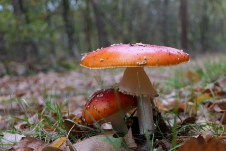 Onder moeders paraplu