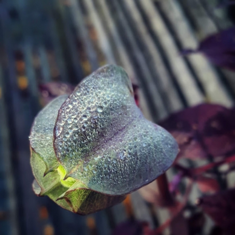 Ontluikende Herfst in Morgendauw