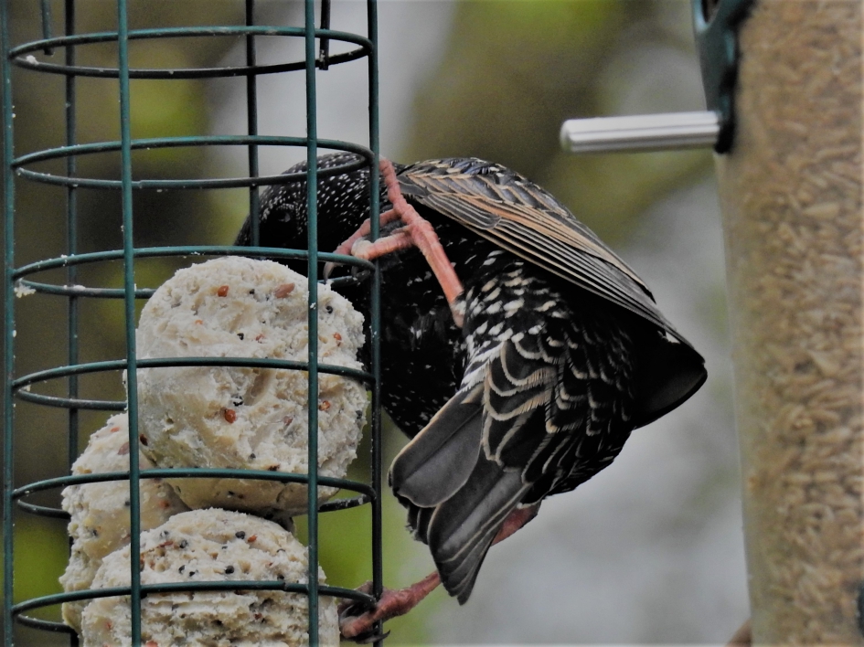 Ook spreeuwen komen bij de vetbollen - Vogels - Spreeuw
