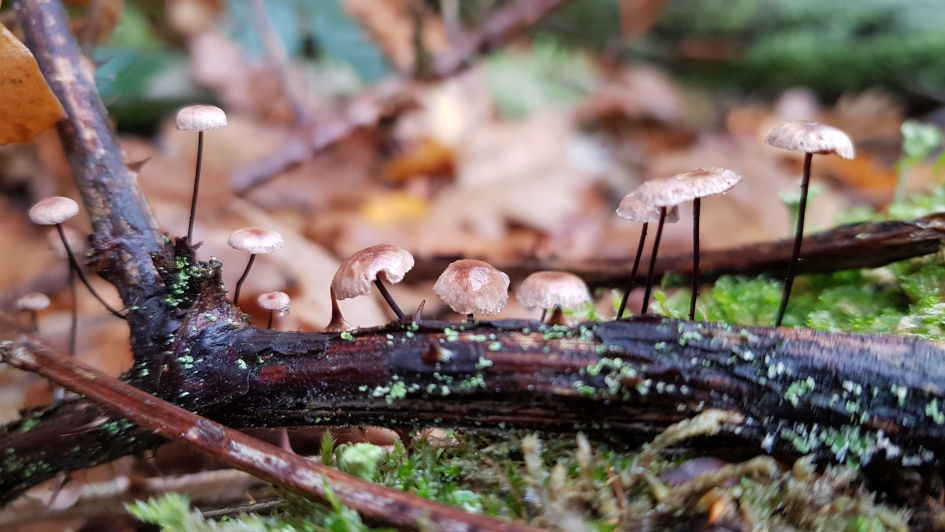 Op een rij - Schimmels - Paddenstoelen