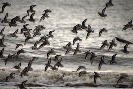 opvliegende drieteenstrandlopers