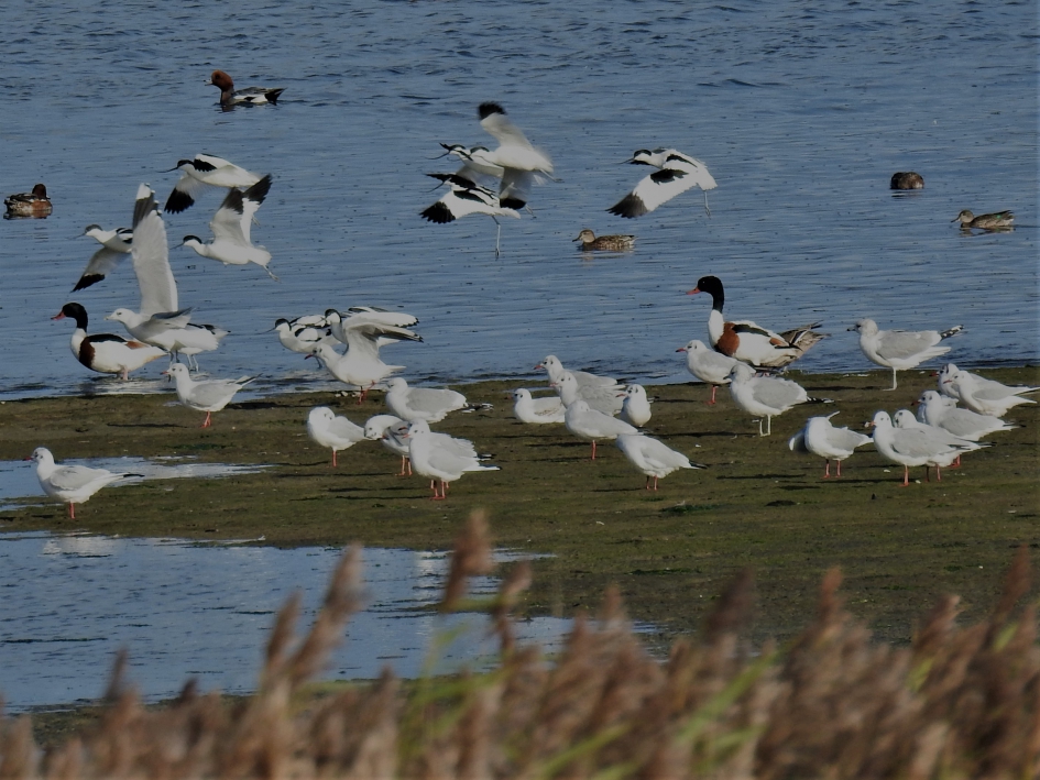 Opvliegende kluten, meeuwen en bergeenden. - Vogels - Kluut