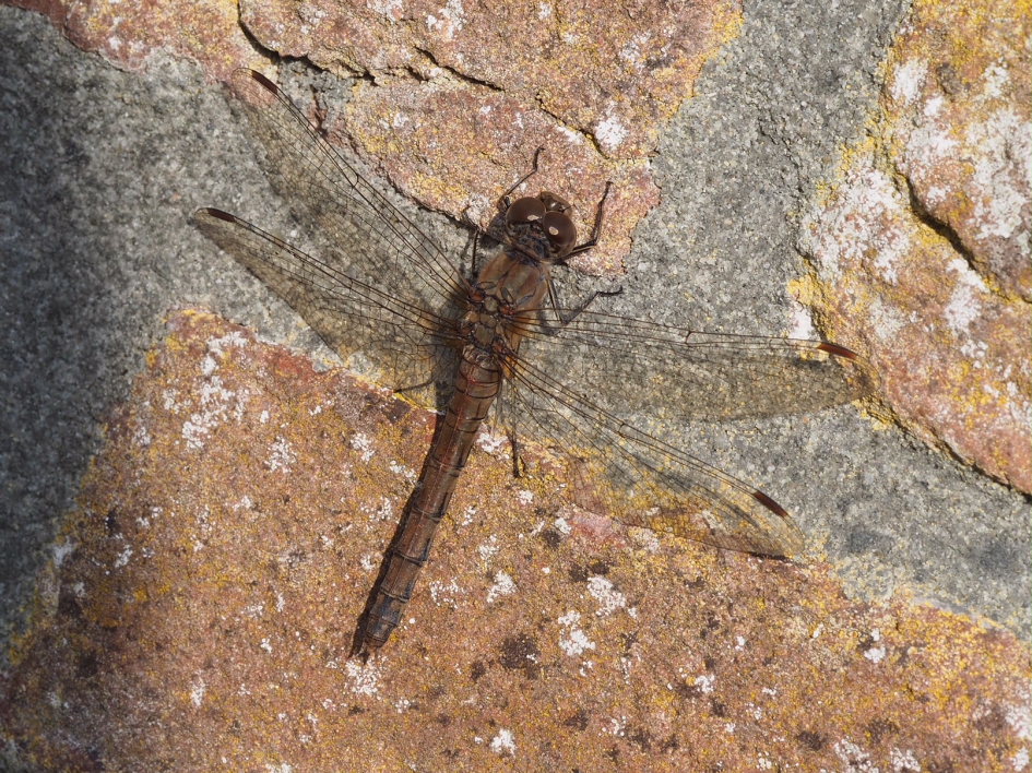 Opwarmen - Geleedpotigen - Vuurlibel