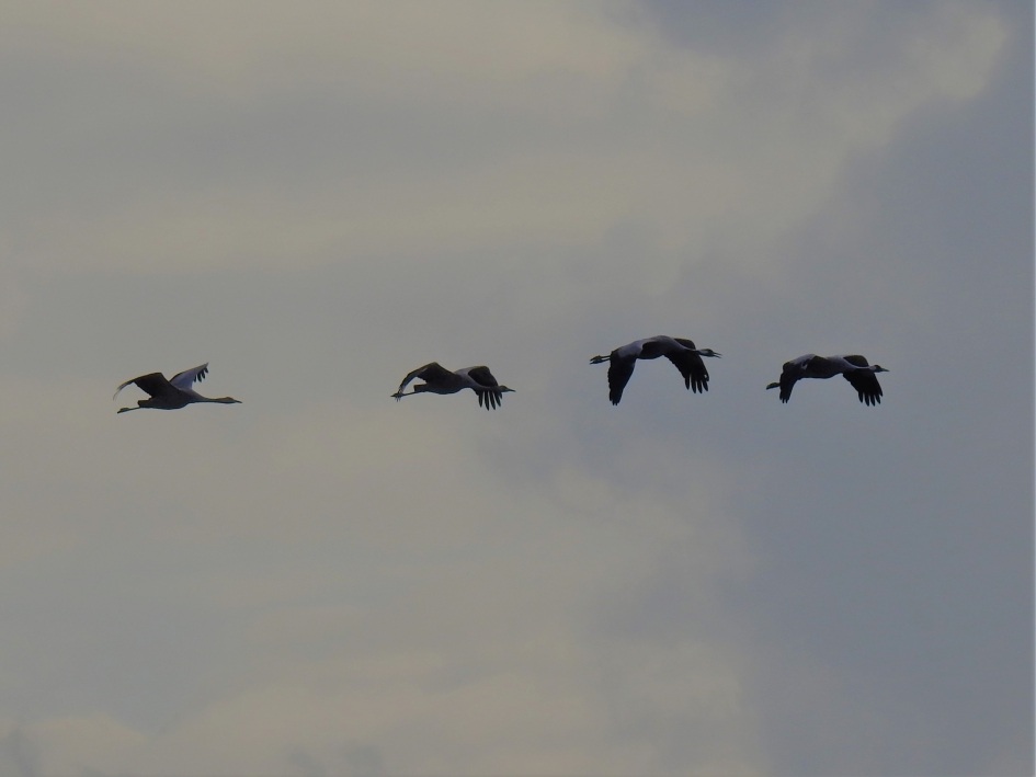 Overtrekkende kraanvogels - Vogels - Kraanvogel
