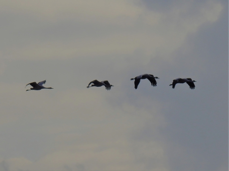 Overtrekkende kraanvogels