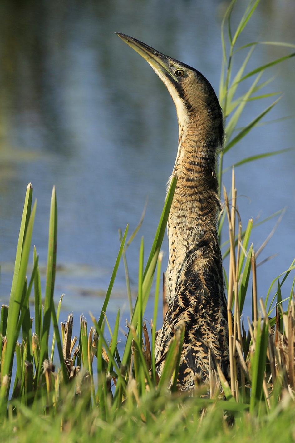Paal - Vogels - Roerdomp