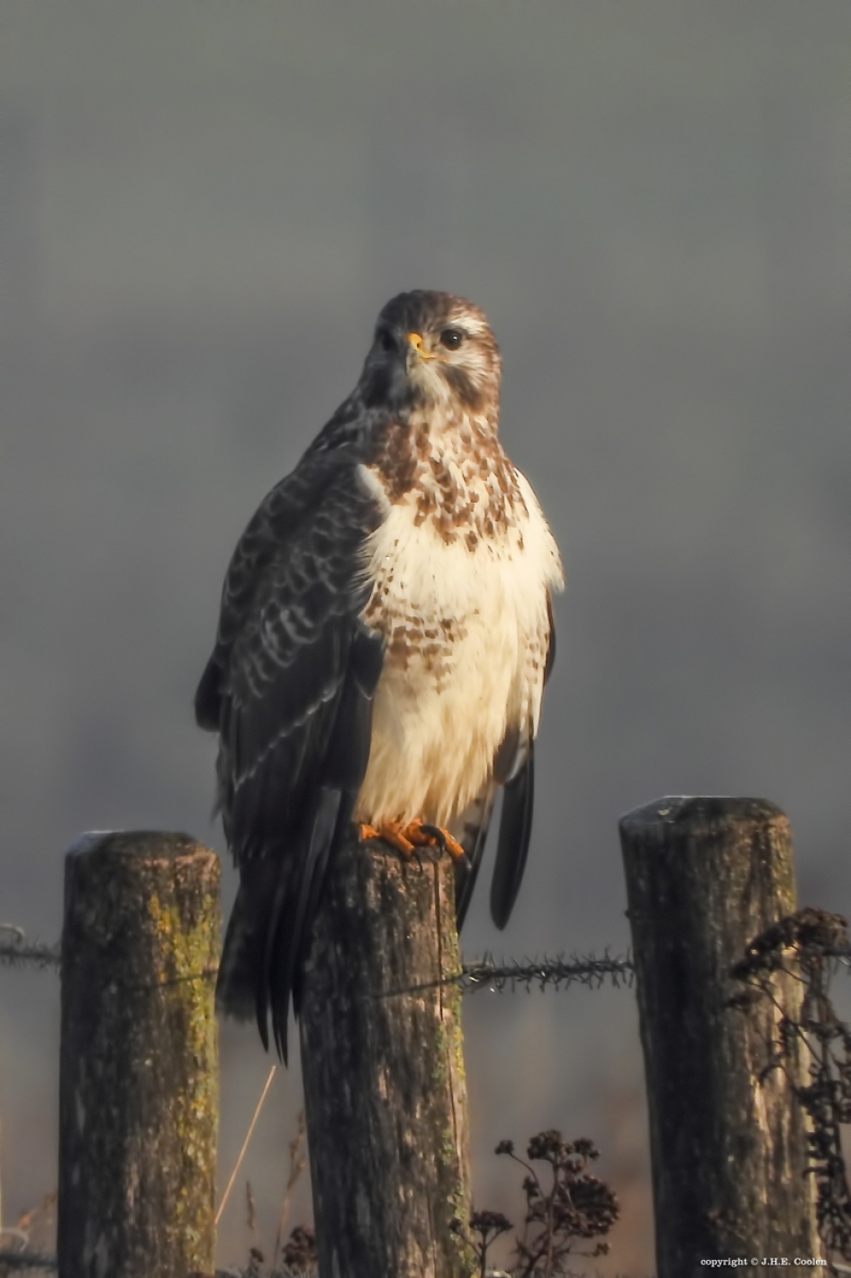 Paalzitter - Vogels - Buizerd