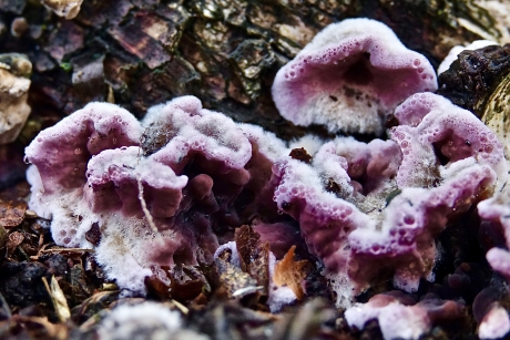 Paarse Korstzwam