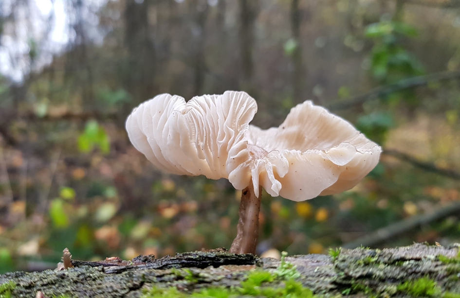 Paddenstoel - Schimmels - Paddenstoel