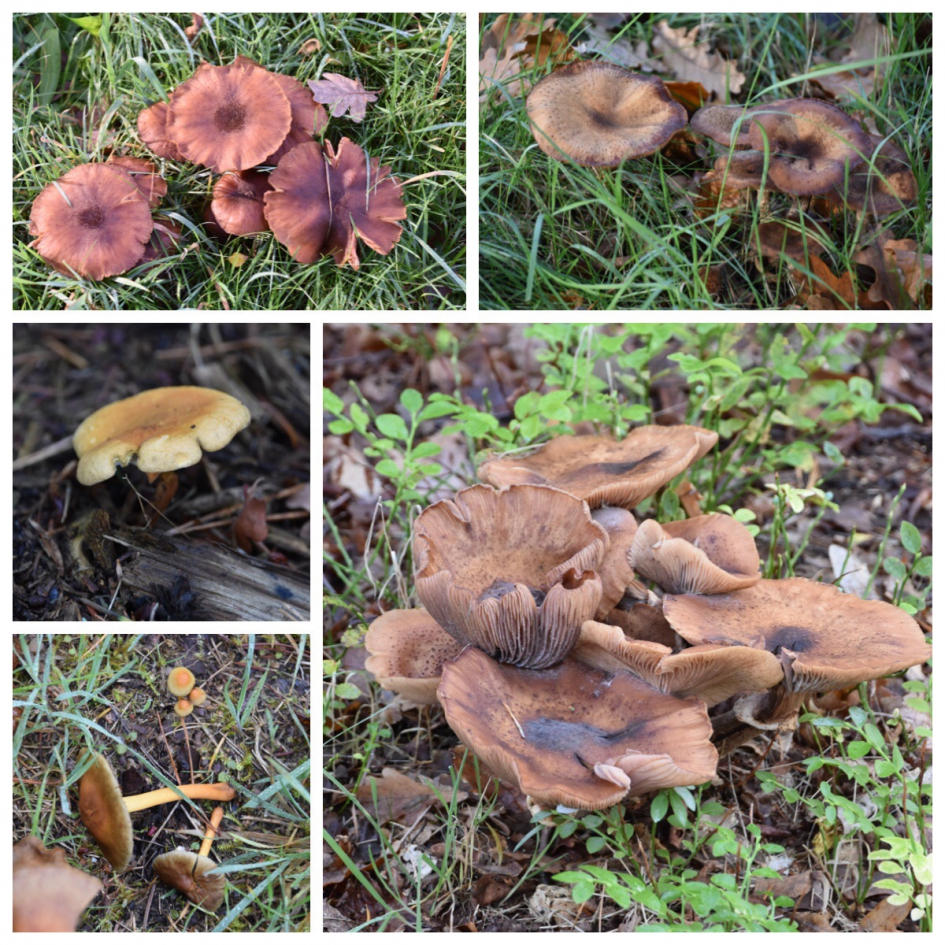 Paddenstoel collage 2 - Schimmels - 
