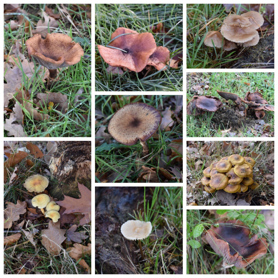 Paddenstoel collage 3 - Schimmels - 