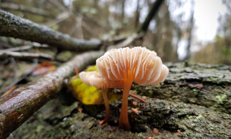 Paddenstoelen