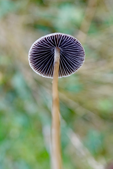 Parasol