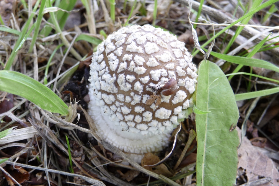 Parelameniet - Schimmels - 