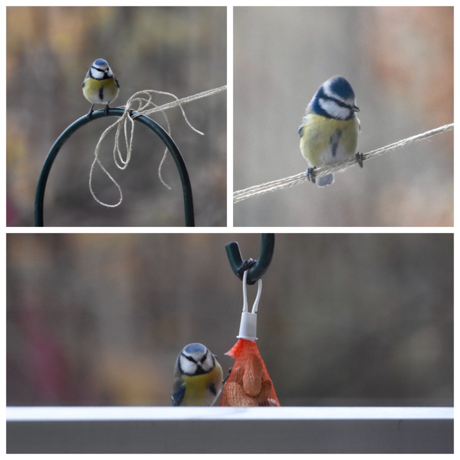 Pimpelmeesje - Vogels - 