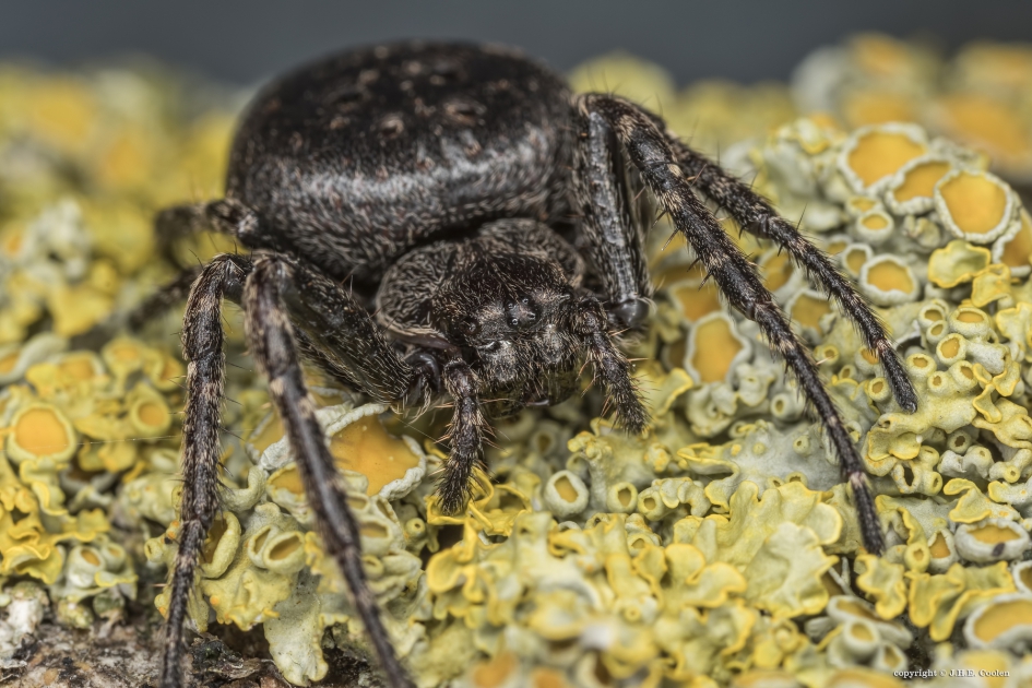 Platte wielwebspin - Geleedpotigen - Platte wielwebspin