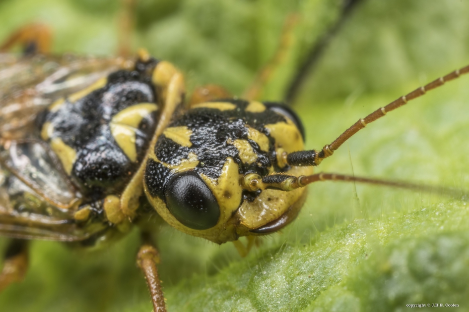 Portret van een..... - Geleedpotigen - Spinselbladwesp