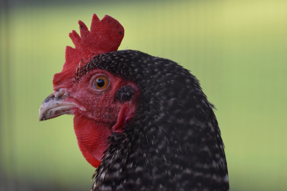 Portret van een haan - Vogels - 