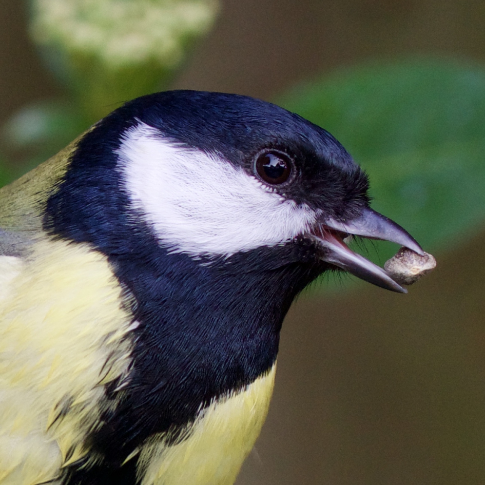 Portret van een koolmees - Vogels - 
