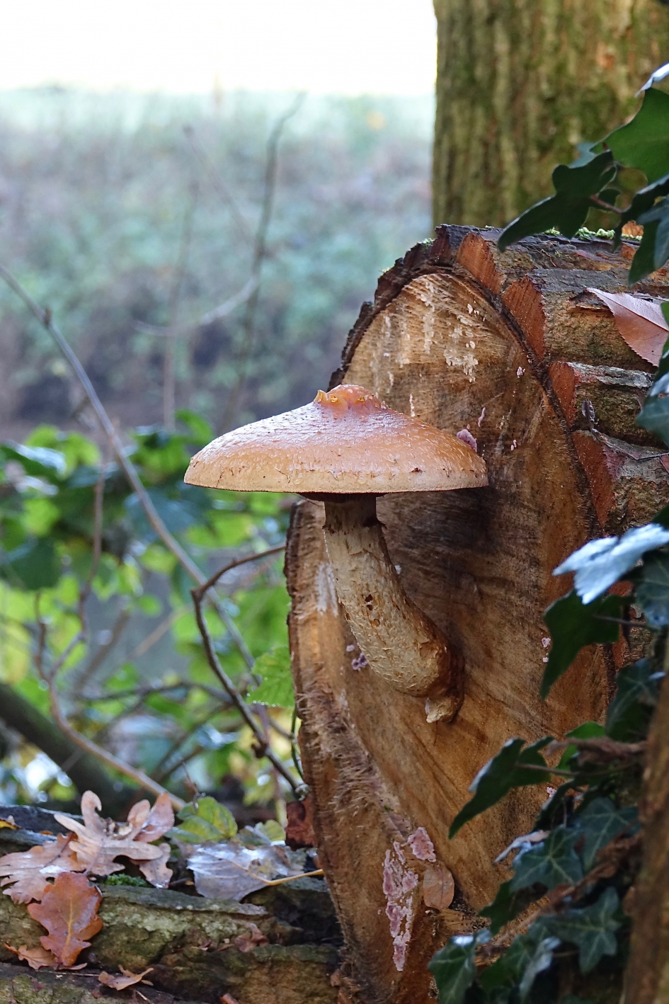 Prachtvlamhoed - Geleedpotigen - Prachtvlamhoed