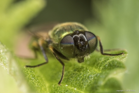 Prachtwapenvlieg (Chloromyia formosa)