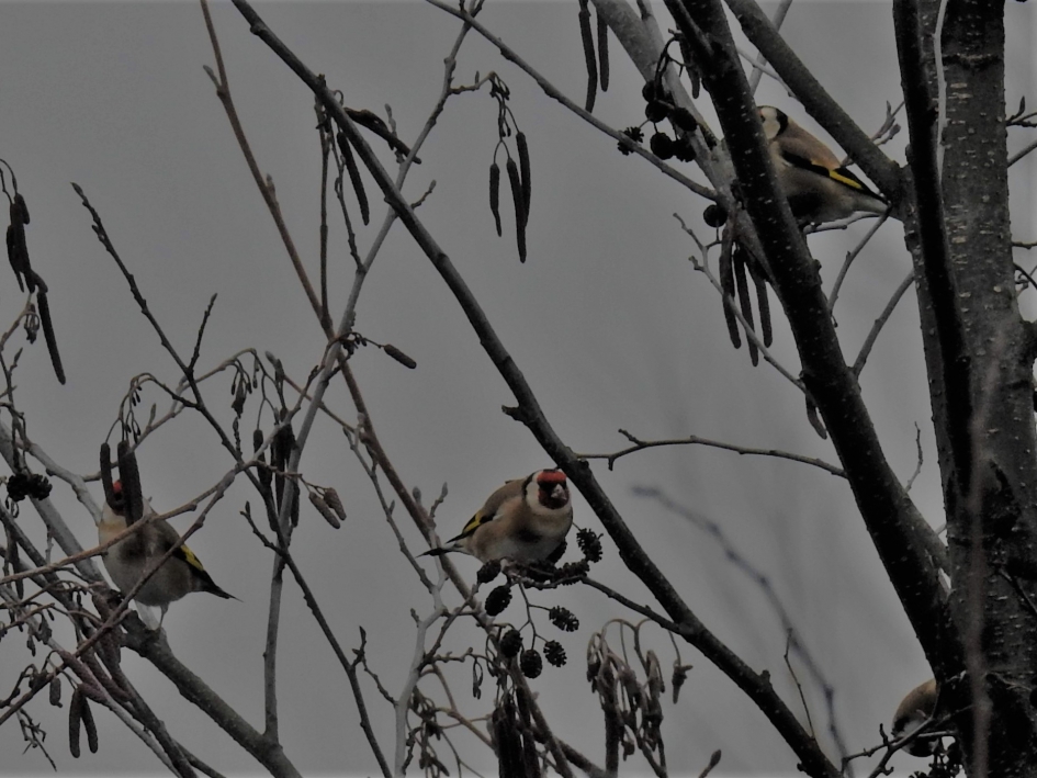 Putters bij de Oelemars in Losser - Vogels - Putter