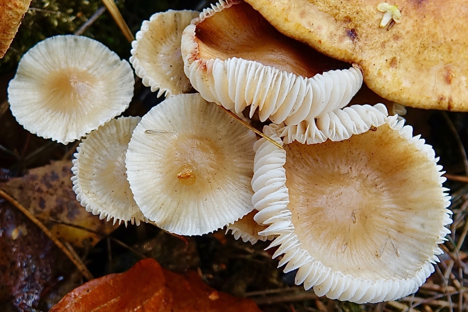 Radertjes in de natuur - Schimmels - Paddestoel