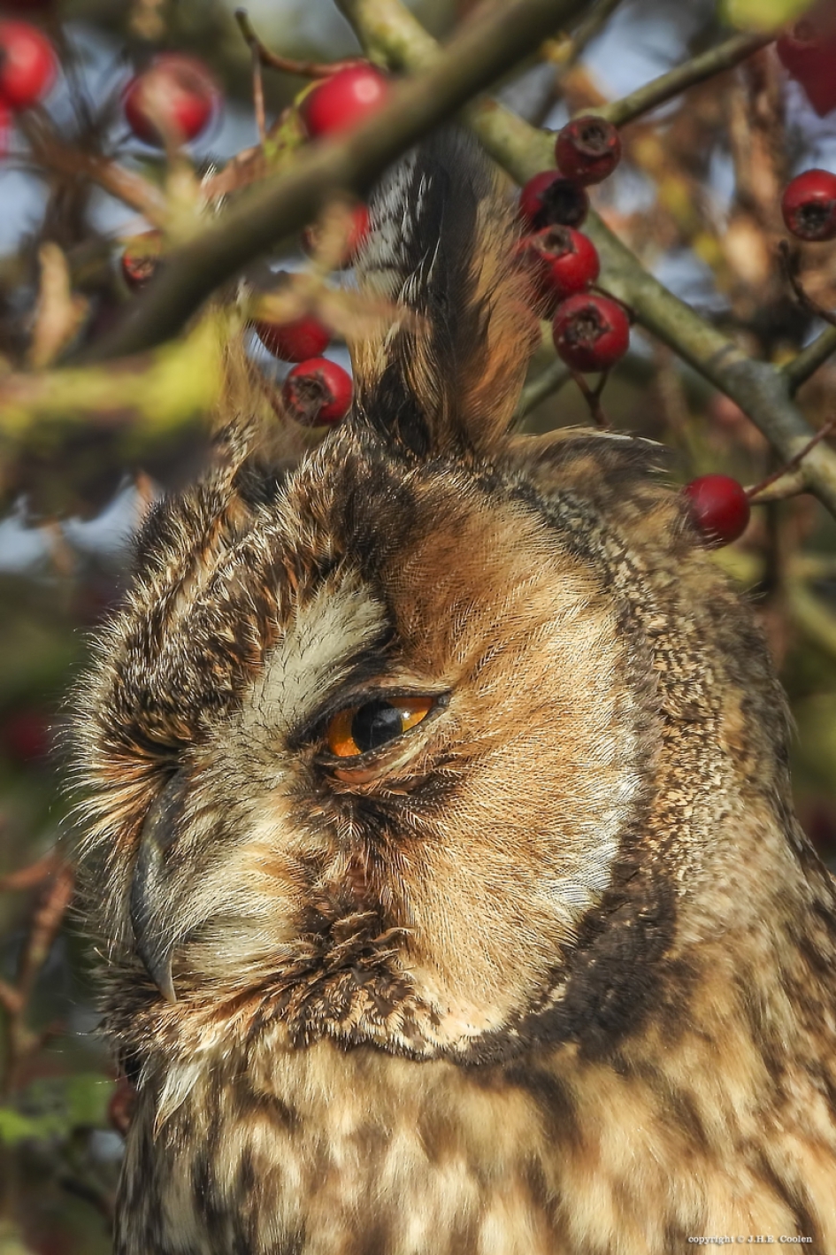 Ransuil - Vogels - Ransuil