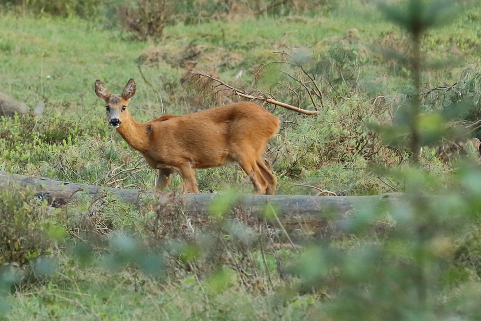 ree -v- - Zoogdieren - ree