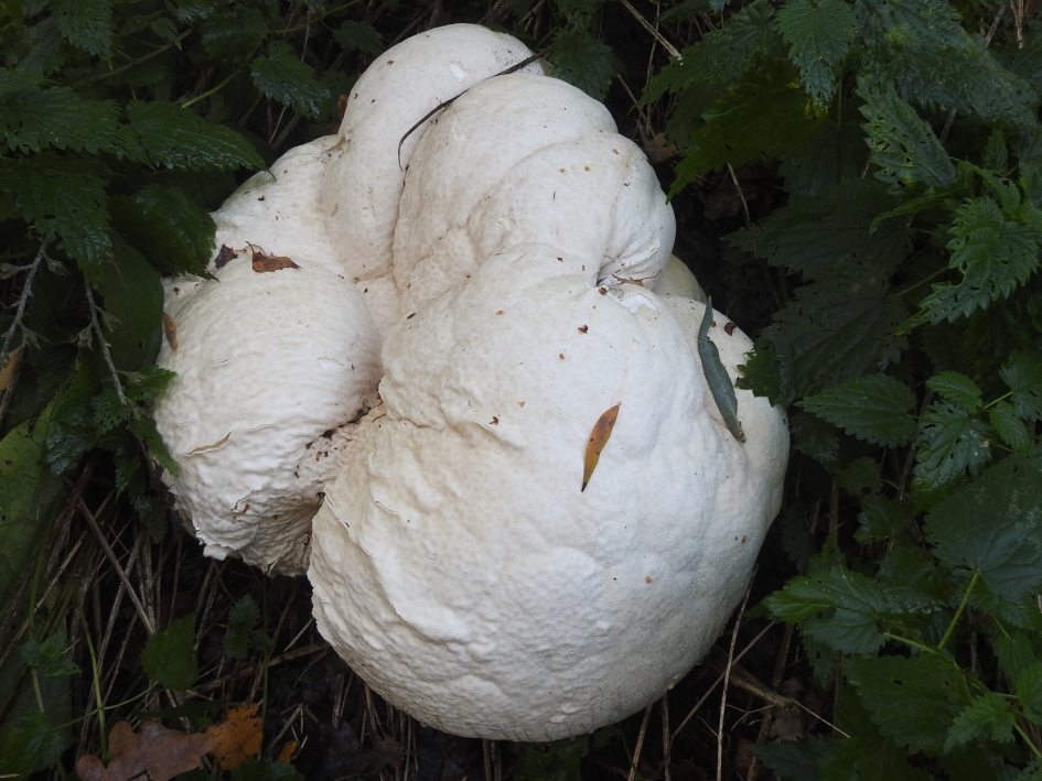 Reuzenbovist - Schimmels - Reuzenbovist