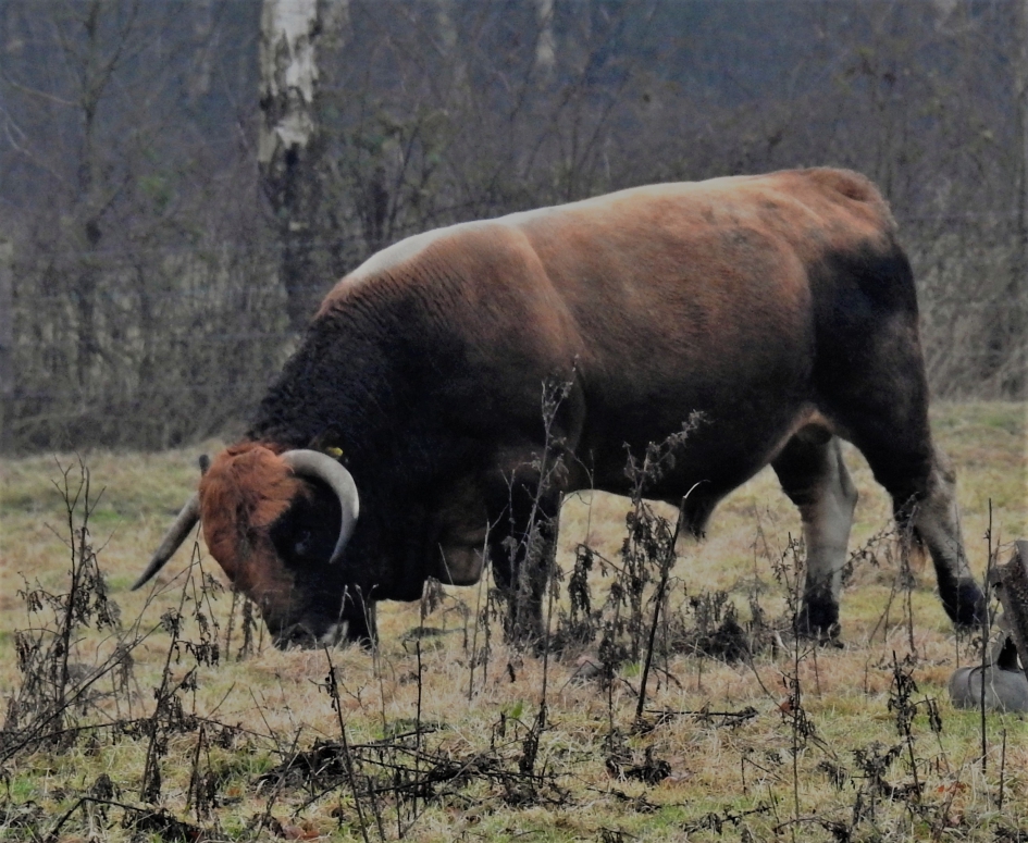 Rode Geus stier   een grote grazer. - Zoogdieren - Rode Geus