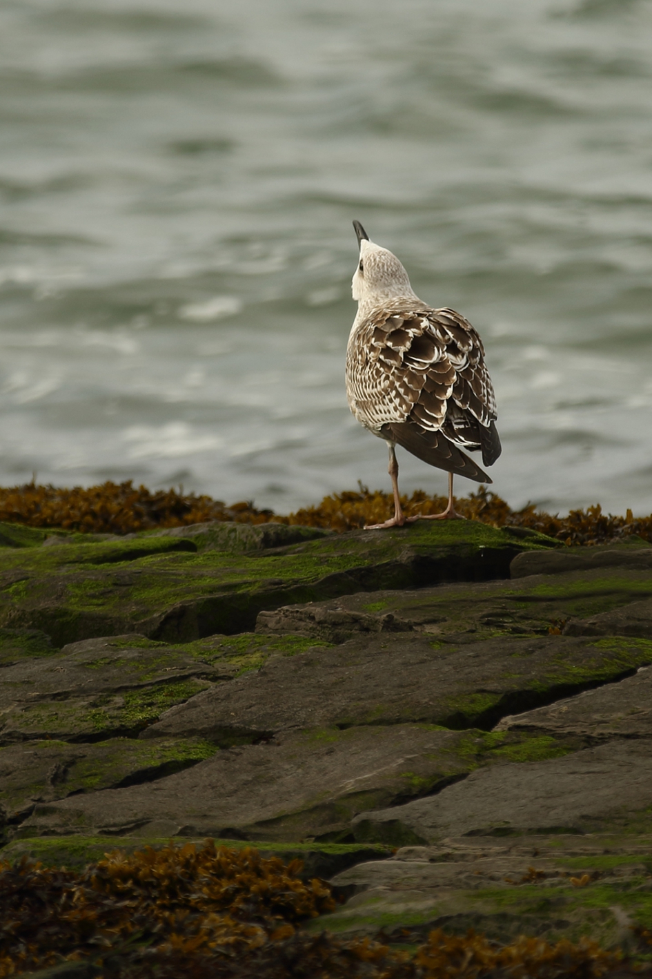 roep om aandacht van de kleine mantelmeeuw -1ste kalenderjaar- - Vogels - kleine mantelmeeuw