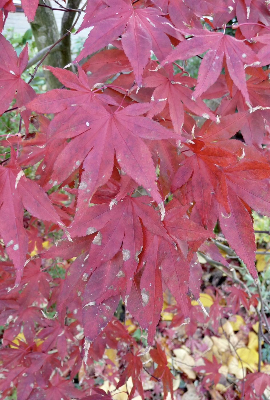 Rood gekleurd blad - Planten - 