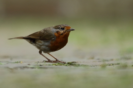 Roodborst met beschadigd oogje