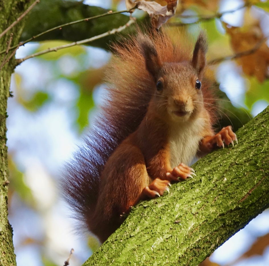 Roodstaart - Zoogdieren - Eekhoorn