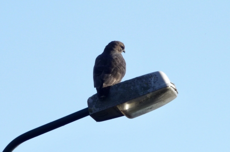 Roofvogel op lantaarnpaal