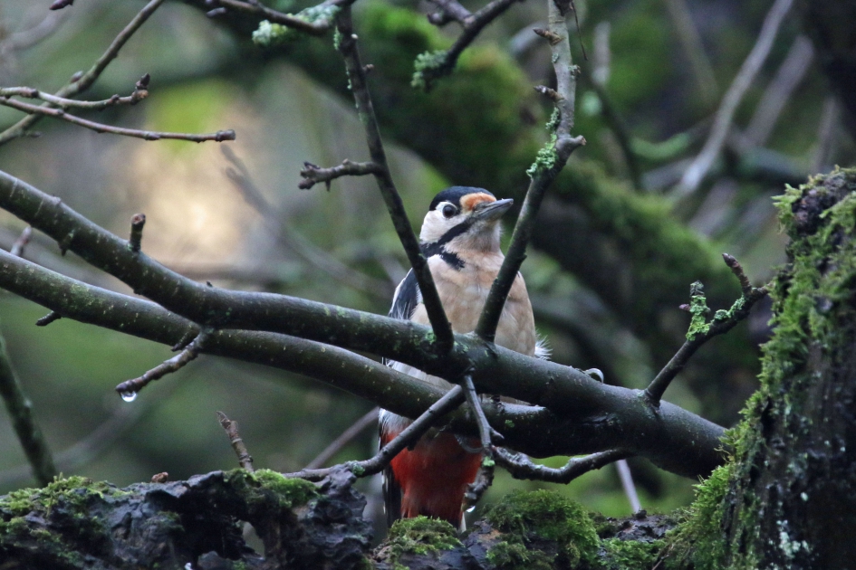 Ruik ik daar pinda's ? - Vogels - 