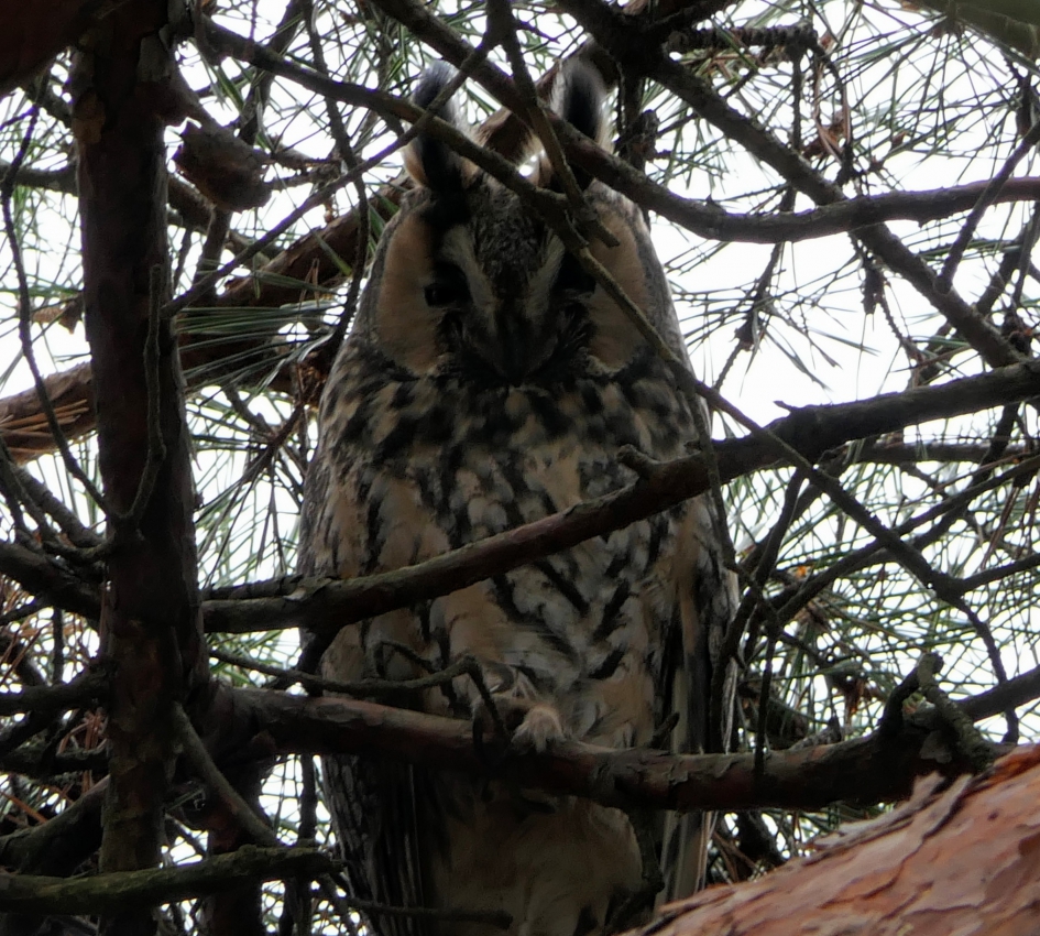Rust.... - Vogels - Ransuil