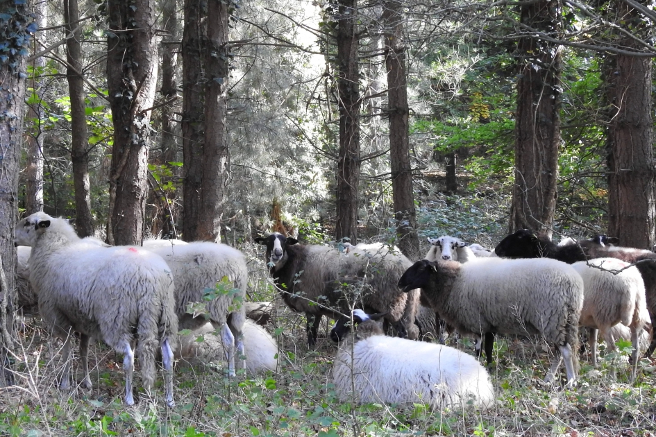 Schapen in het bos - Zoogdieren - 
