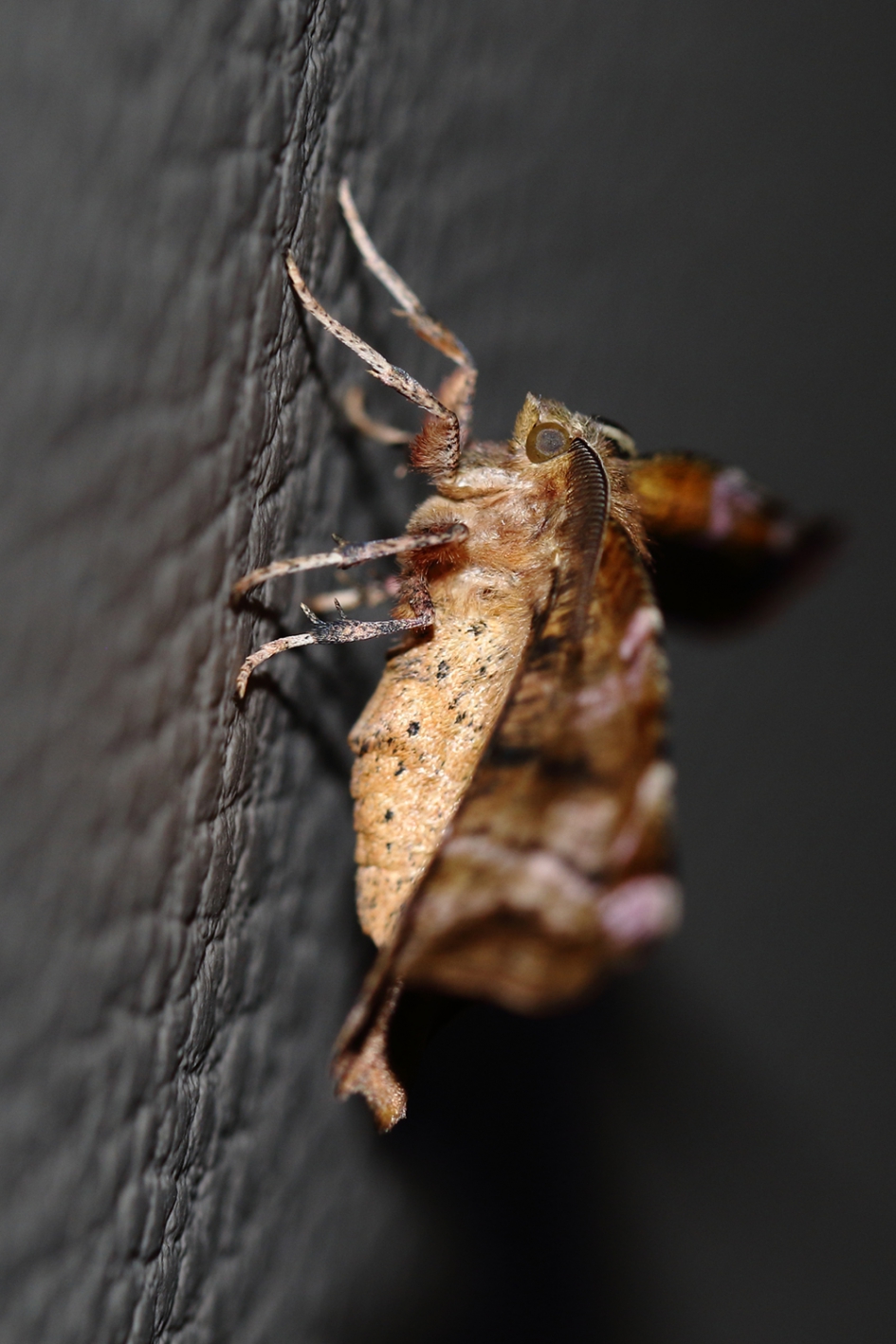 seringenvlinder - Geleedpotigen - seringenvlinder